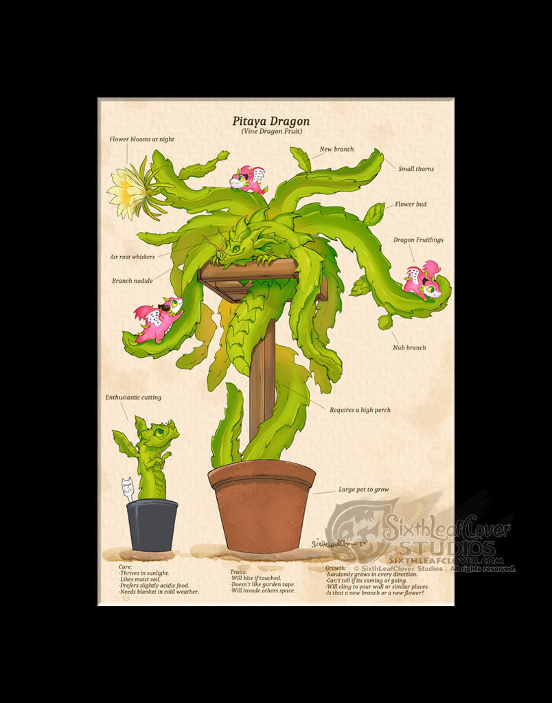Pitaya Dragon