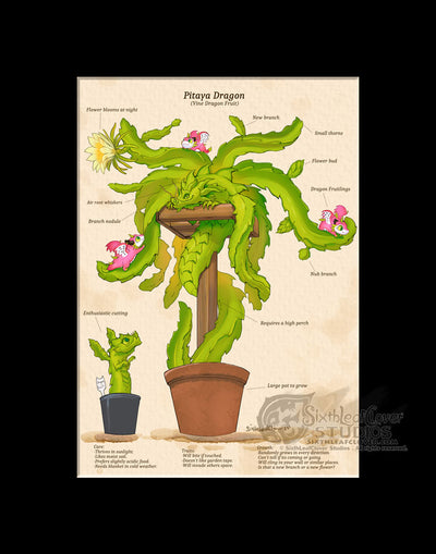 Pitaya Dragon